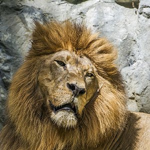 泰国清迈动物园的非洲狮子大猫动物动物园水平猫科捕食者图片