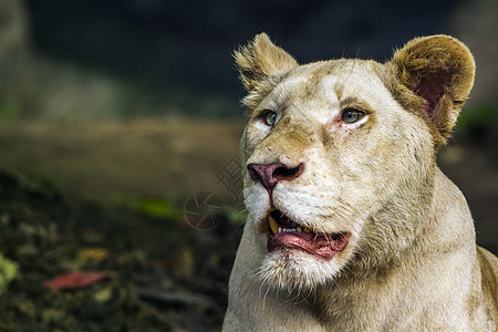 在泰国清迈动物园的非洲白狮子母狮水平女性动物白色狮子猫科捕食者大猫动物园图片