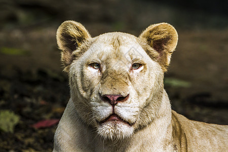 在泰国清迈动物园的非洲白狮子动物园大猫动物狮子猫科女性水平母狮捕食者白色图片