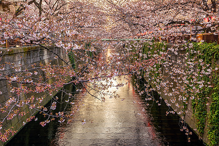 日本东京Meguro运河樱花或樱花天空城市公园季节节日风景隧道花园地标旅行图片