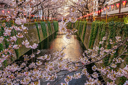 日本东京Meguro运河樱花或樱花花园旅游天空旅行城市节日地标中目隧道风景图片
