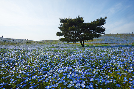 蛋白质开花旅游植物场地风景旅行白色爬坡花园观光季节图片