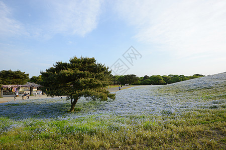 蛋白质开花季节风景观光花园旅行天空植物旅游蓝色白色图片