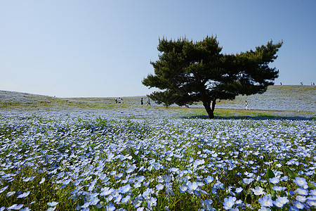 蛋白质开花蓝色季节观光花园风景爬坡植物场地旅游白色图片