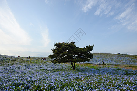 蛋白质开花风景场地蓝色观光旅行季节植物旅游天空白色图片