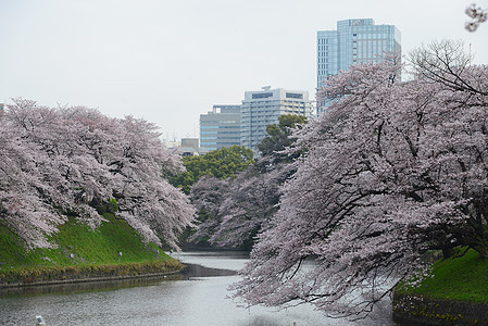 鸟谷樱花季节风景地标蓝色公园节日粉色旅行天空图片
