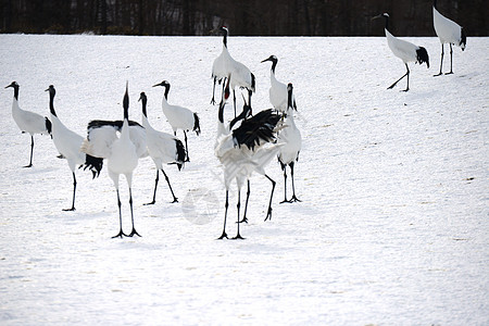 日本起重机红冠夫妻白色季节鸟类红色黑色动物舞蹈野生动物图片