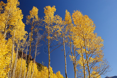 黄色天窗树木森林钟声栗色旅游蓝色白色天篷荒野山脉图片