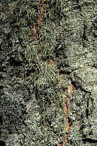 白桦树皮上的苔藓和地衣墙纸湿地植被环境林地柳树公园桦木乡村生长图片