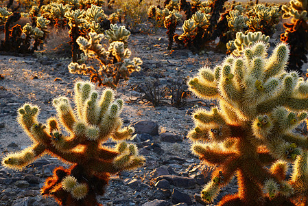 沙漠植物Cholla 仙人掌花园国家阳光植物旅行背光阴影娱乐公园植物学沙漠背景