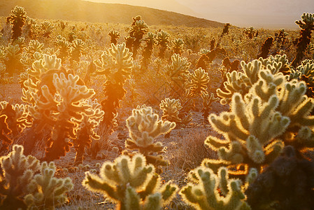 沙漠植物Cholla 仙人掌花园国家沙漠阳光荒野植物学背光阴影植物公园旅行背景