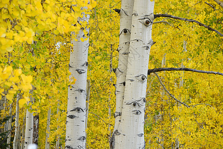 黄秋秋风景树叶黄色叶子季节荒野白色森林树木图片