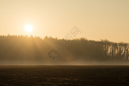 清晨在雾中的国家风景森林太阳土地树木乡村农村阳光季节草地天空图片