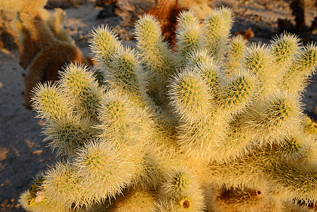 沙漠植物Cholla 仙人掌花园植物学娱乐国家旅行沙漠荒野植物公园阳光阴影背景