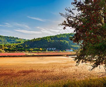 斯洛文尼亚斯特伦詹自然公园视图颜色环境生态草药皮兰水果场地植物树叶太阳图片
