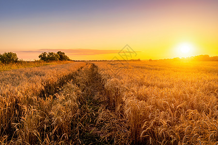 在农地日落或日出 听到年轻金色黑麦的耳鸣 农村风景农田农场蓝天国家黄色谷物粮食射线农业耳朵图片