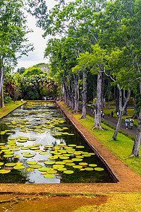 毛里求斯天堂岛上的植物园 有百合花的美丽池塘 印度洋中的一个岛屿花园森林旅游反射百合荷花异国热带情调植物图片