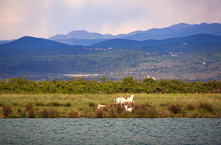 Isonzo河自然保留区植被湿地自然保护区沼泽马匹旅游图片