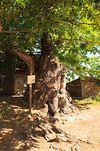 圣詹姆斯路边的大栗子树的景象图片