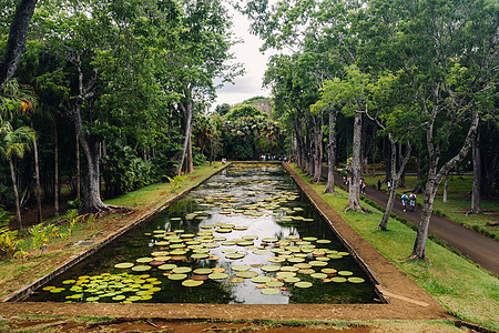 毛里求斯天堂岛上的植物园 有百合花的美丽池塘 印度洋中的一个岛屿公园反射百合旅游热带旅行先生情调叶子植物图片