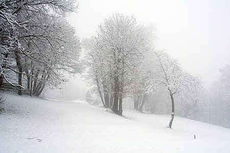 森林中的雪树木季节雪花降雪风景天气新年背景图片