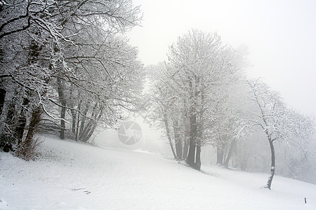 森林中的雪树木降雪雪花新年天气季节风景背景图片