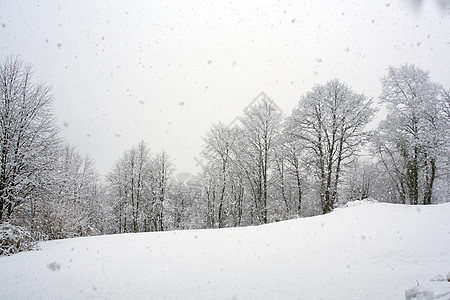 森林中的雪天气树木雪花风景新年季节降雪背景图片