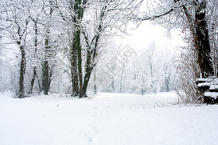 森林中的雪雪花风景降雪新年季节树木天气背景图片