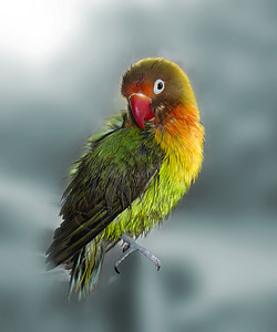 湿鹦鹉图片