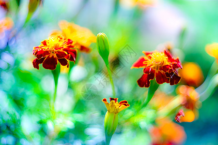 花朵在花园中盛开红色万寿菊宏观背景图片