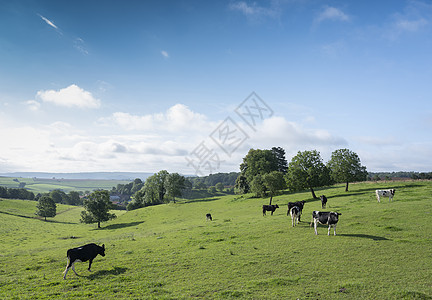 法兰西Charleville附近法国Ardennes老村庄附近的黑奶和白奶牛天气冒险农场远足国家农田土地草地奶牛动物图片