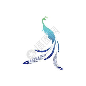 孔雀标志设计矢量模板羽毛商业标识飞行身份麻雀推广航班插图沙龙图片