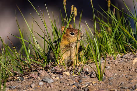 克拉特湖国家公园的金甲石松鼠水平啮齿目哺乳动物荚果图片