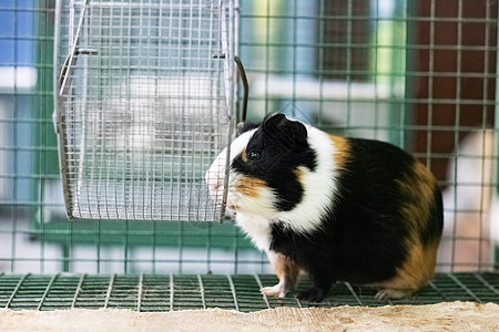 关在笼子里的红几内亚猪动物棕色食物红色豚鼠情感鼻子橙子婴儿哺乳动物图片