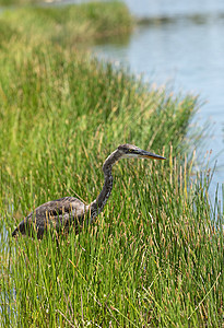 在那不勒斯的一条河床边捕猎着年轻的蓝色大草原滨鸟棕色黑鹭池塘水禽动物羽毛野生动物沼泽苍鹭图片