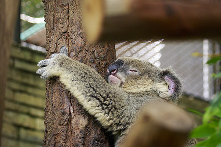 长在树上睡觉的考拉熊 野兽哺乳动物叶子拥抱野生动物桉树森林荒野婴儿动物群动物图片
