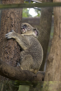 长在树上睡觉的考拉熊 野兽桉树树干拥抱动物群动物树叶避难所哺乳动物荒野婴儿图片