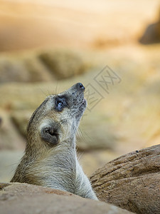 自然背景上的蜜卡特或寄生物的图像 野生动物沙漠鼻子手表岩石警报猫鼬毛皮荒野动物园生物图片