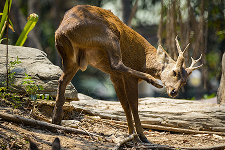 野生动物 自然背景上的鹿的图像动物热带赤道哺乳动物森林林地荒野公园吉祥物水鹿图片
