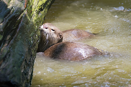 水上水眼的图像 野生动物毛皮动物园荒野游泳哺乳动物丛林生活吉祥物雨林眼睛图片