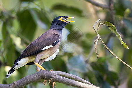 树枝上常见的传说鸟类图像 关于自然背景 野生动物图片