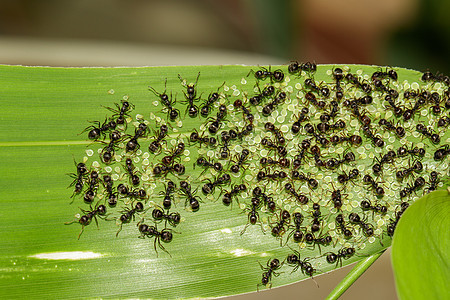 一只黑蚂蚁在绿叶上吃虫子的图像 昆虫 动物工人环境植物叶子花园害虫荒野宏观食物天线图片