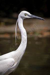 Egret 在沼泽寻找食物的图象移民动物翅膀荒野钓鱼环境湿地池塘猎人观鸟图片