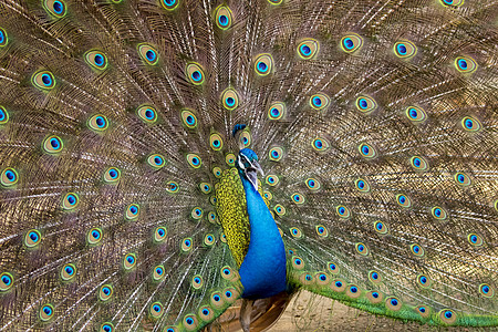 树上鸟孔雀的图像显示 它美丽的羽毛 野生动物野鸡活力优雅热带翅膀男性公鸡吉祥物尾巴蓝色背景