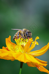 黄色花朵上的蜜蜂或蜜蜂的图像收集花蜜 花粉上的金蜜蜂 昆虫 动物蜂蜜翅膀灰尘蓝色花园宏观漏洞植物金子图片