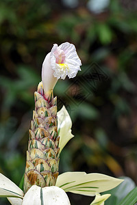 花园中美丽的花朵的图像季节园艺花束公园场地花瓣叶子植物群植物紫色图片