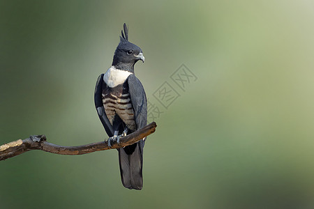 Blackbaza的图象印在自然背景的树枝上野生动物脖子世界绿地猎鹰生活动物翅膀手表荒野图片