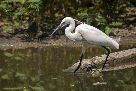 Egret 在沼泽寻找食物的图象钓鱼白鹭荒野环境猎人池塘水禽移民羽毛野生动物图片