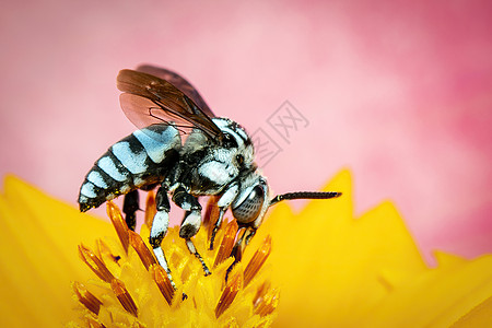 霓虹杜鹃蜂 在黄色花粉上的图像在粉红色背景上收集花蜜 文本的空间模糊背景 昆虫 动物图片