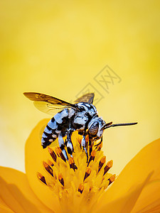 霓虹杜鹃蜂 在黄色花粉上的图像在黄色背景上收集花蜜 文本的空间模糊背景 昆虫 动物图片